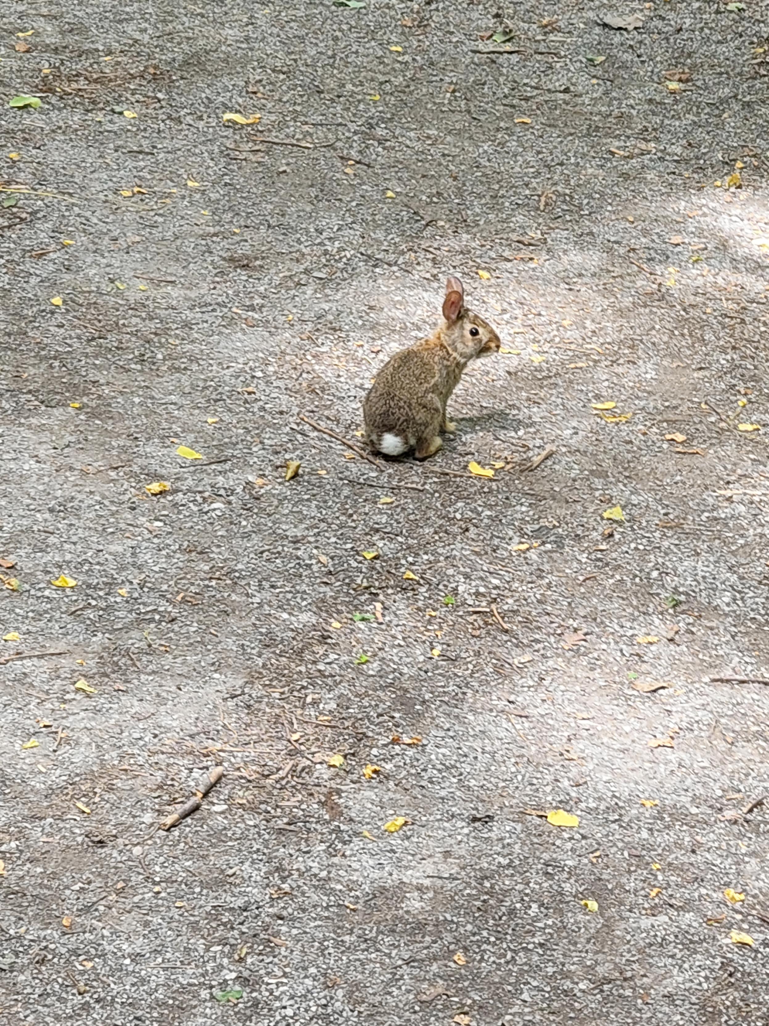 A closer look at the baby bunny, now in sunshine