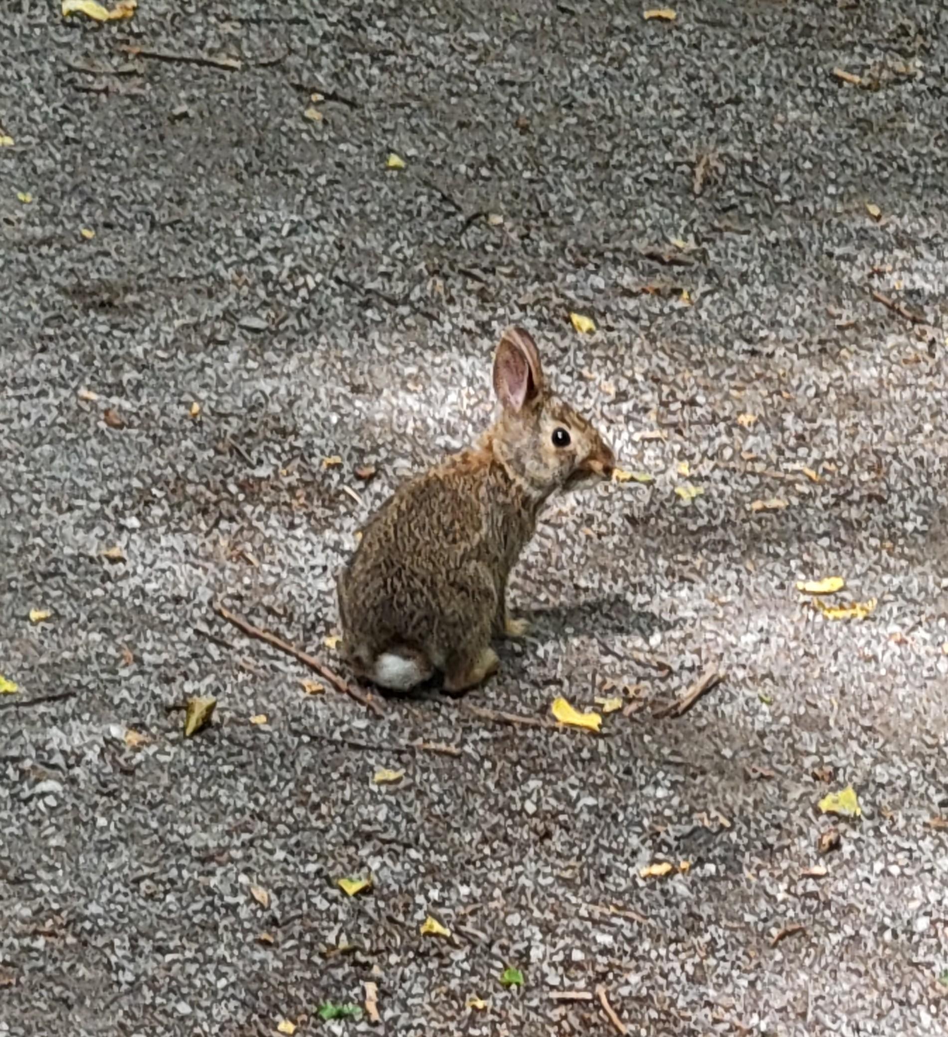 The closest zoom I dared get before scaring the bunny off