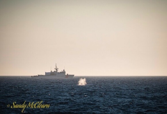 A whale spouts in front of a ship at sea. 