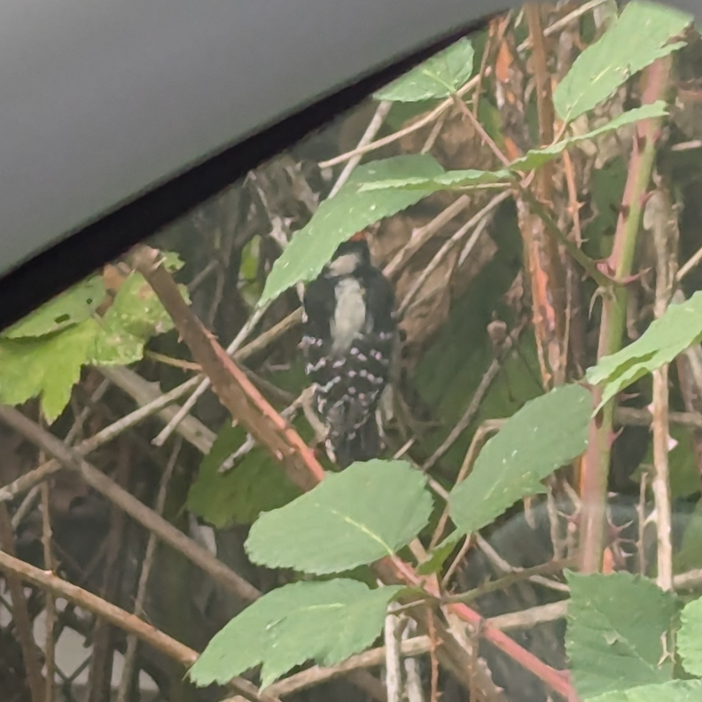 A picture of a small bird, possibly a woodpecker, perched on a branch, partially obscured by leaves above and below.  The bird has its back turned to the camera.