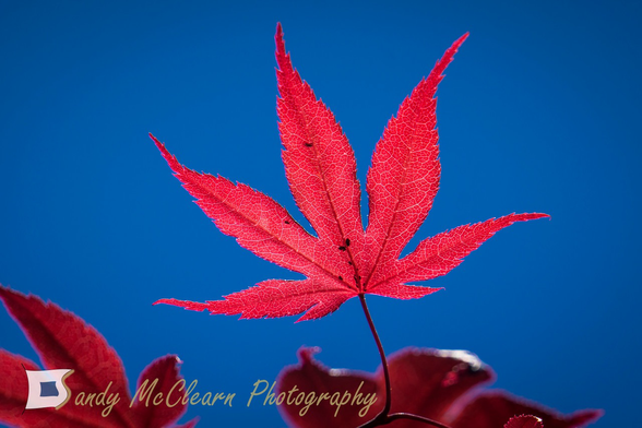 Red Japanese maple leaf against a blue sky. 