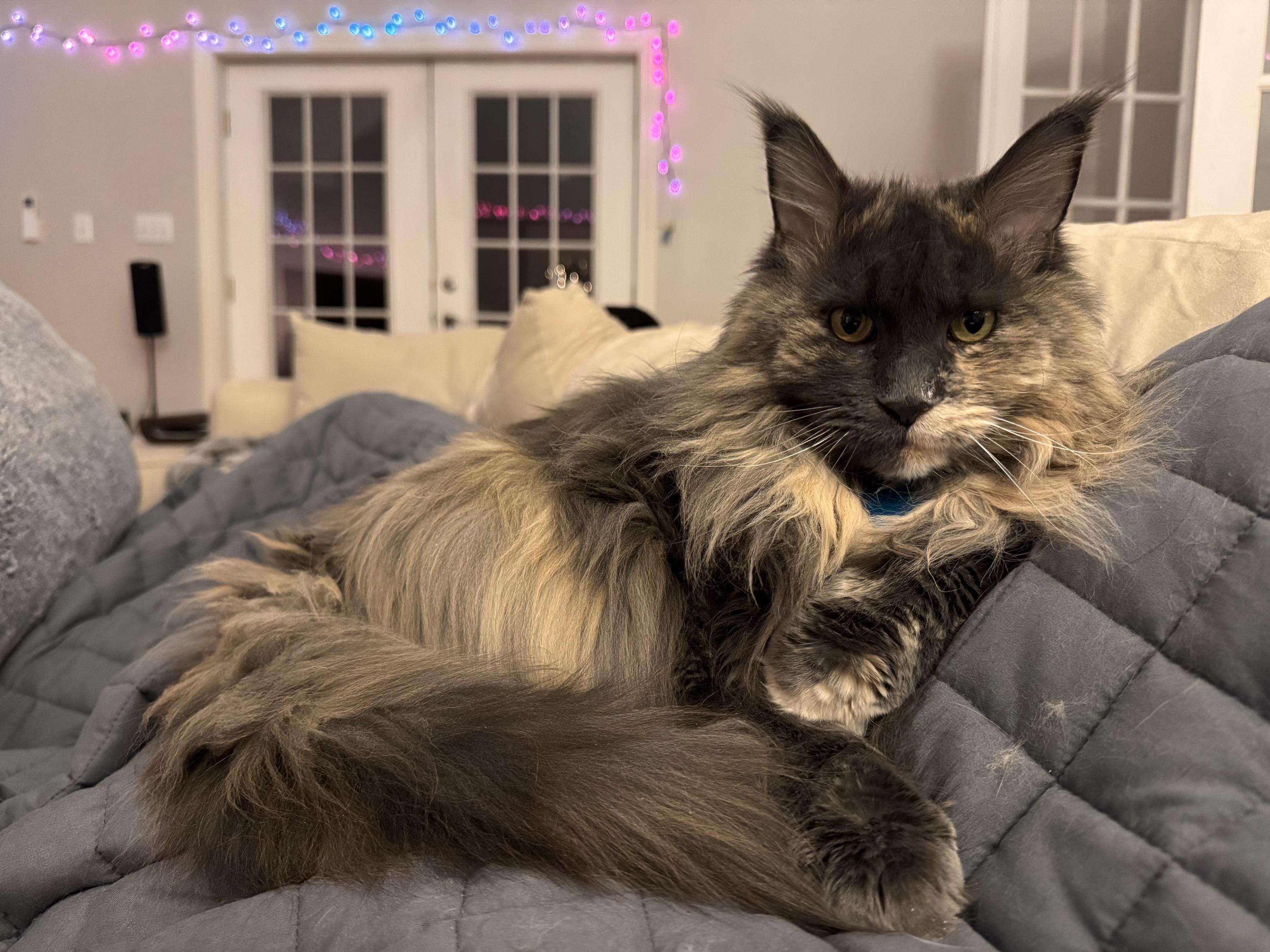 A gray and beige Maine coon cat flies majestically against one raised knee . She is looking directly at the camera with her tail curled around her.