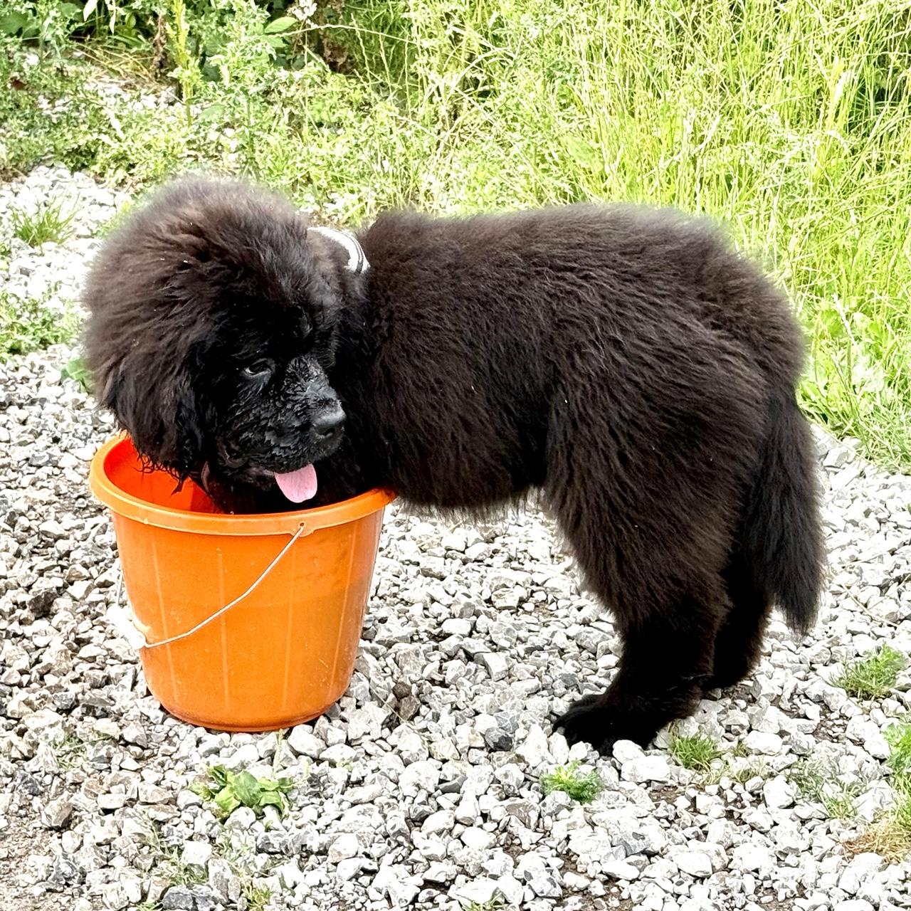 A Newfoundland 15 week old puppy with its two front paws in a B&Q bucket