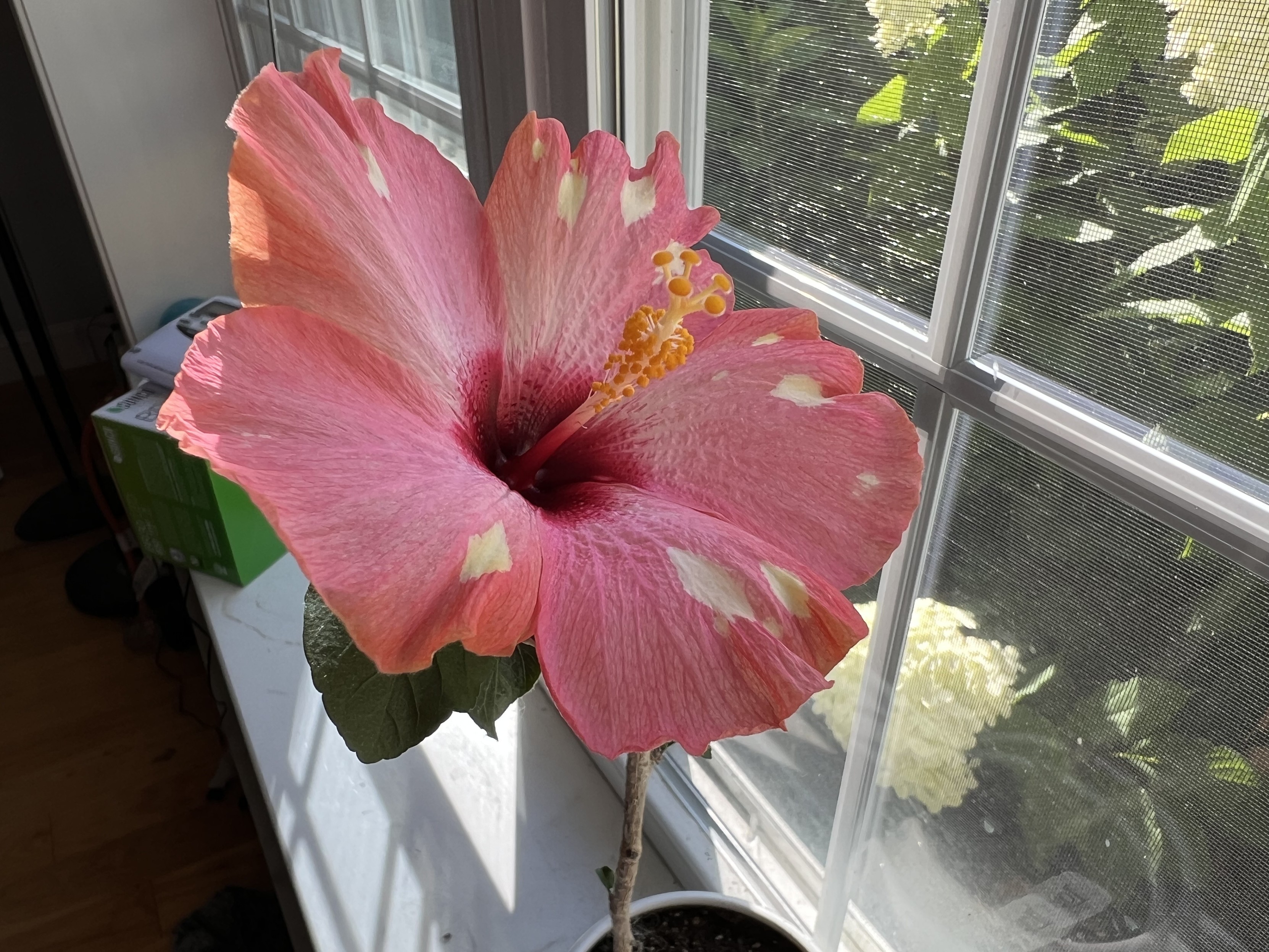 A hibiscus bloom on one of the potted hibiscus plants in my living room. The petals are light pink, with yellow specks. The center of the flower is a much deeper pink. You can just see a large white hydrangea bloom through the window next to the hibiscus, and many more are barely visible in a riot of flowers from the living room windows.