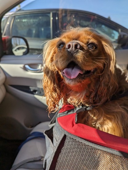 Happy ruby cavalier smiles at the camera on the way home from the dog park 