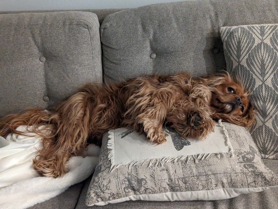 A ruby cavalier King Charles spaniel lounges on a couch cushion