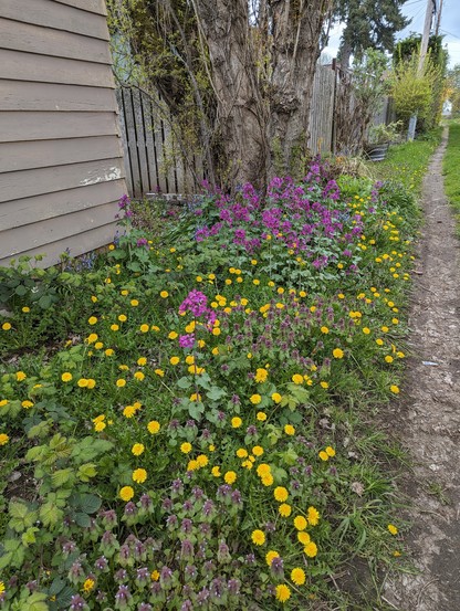 A bank of flowers — bright yellow dandelions and something purple — under an old apple tree trunk along a lush green alley. No cars are visible