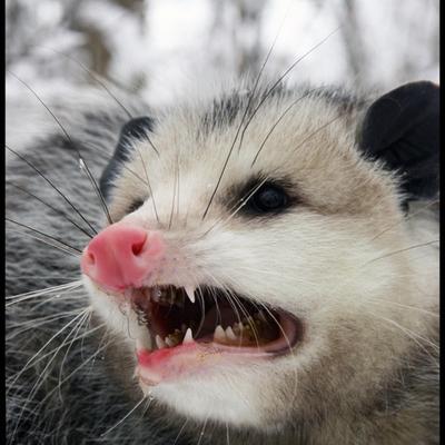 Sablebadger
