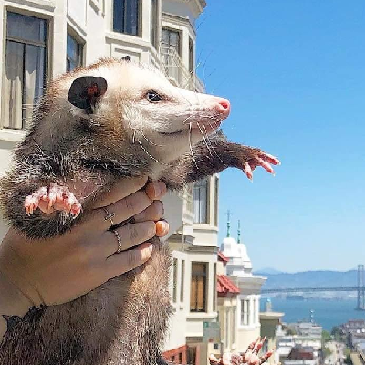 Sablebadger@dice.camp