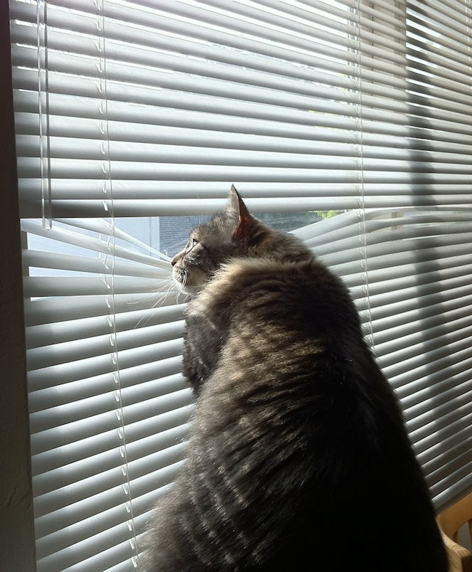 modoiocor's profile header