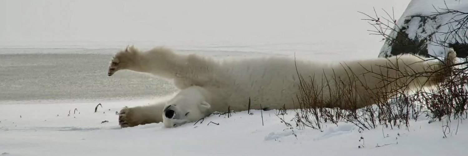 legalizegoblins's profile header