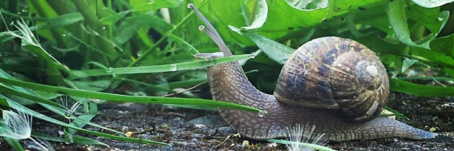 virsamajor's profile header