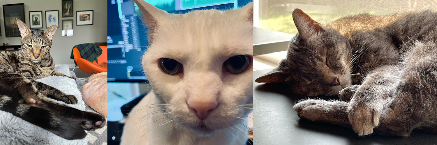 bear's profile header