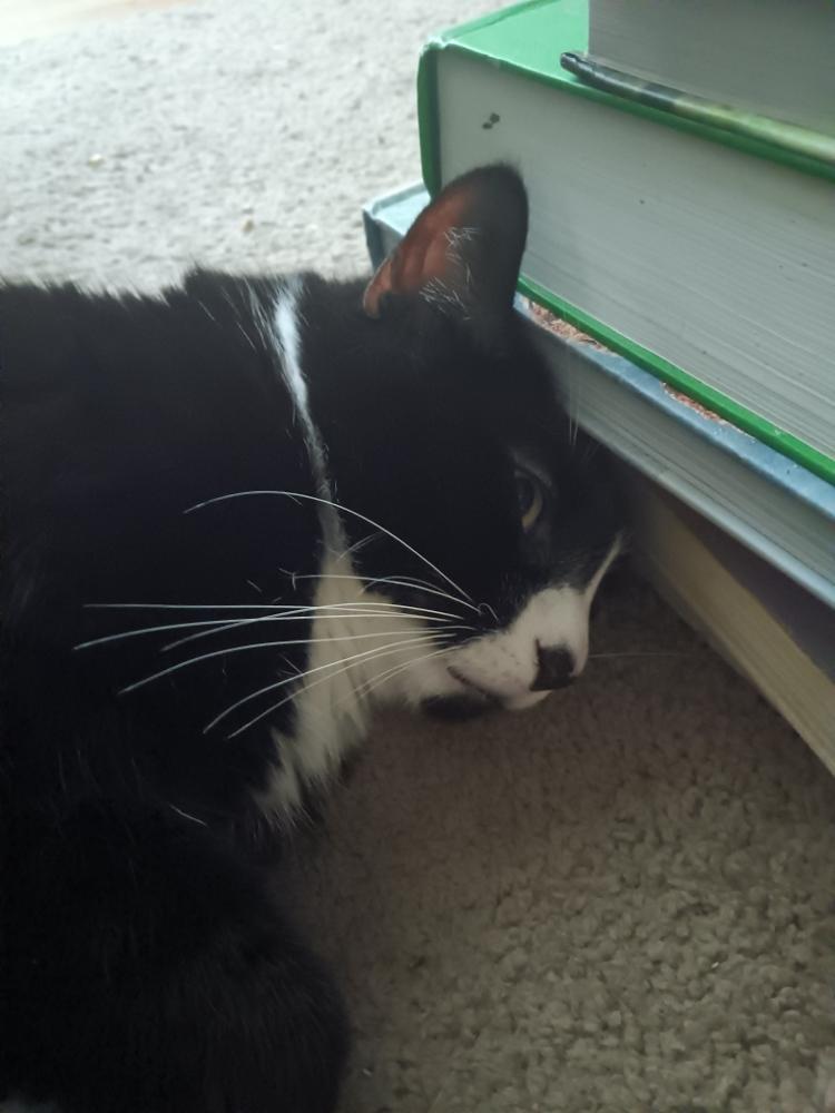 herrold's profile header