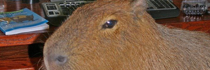 varik's profile header