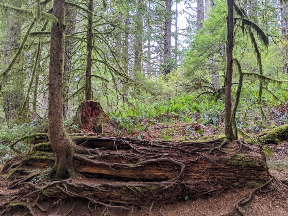 owlishkels's profile header