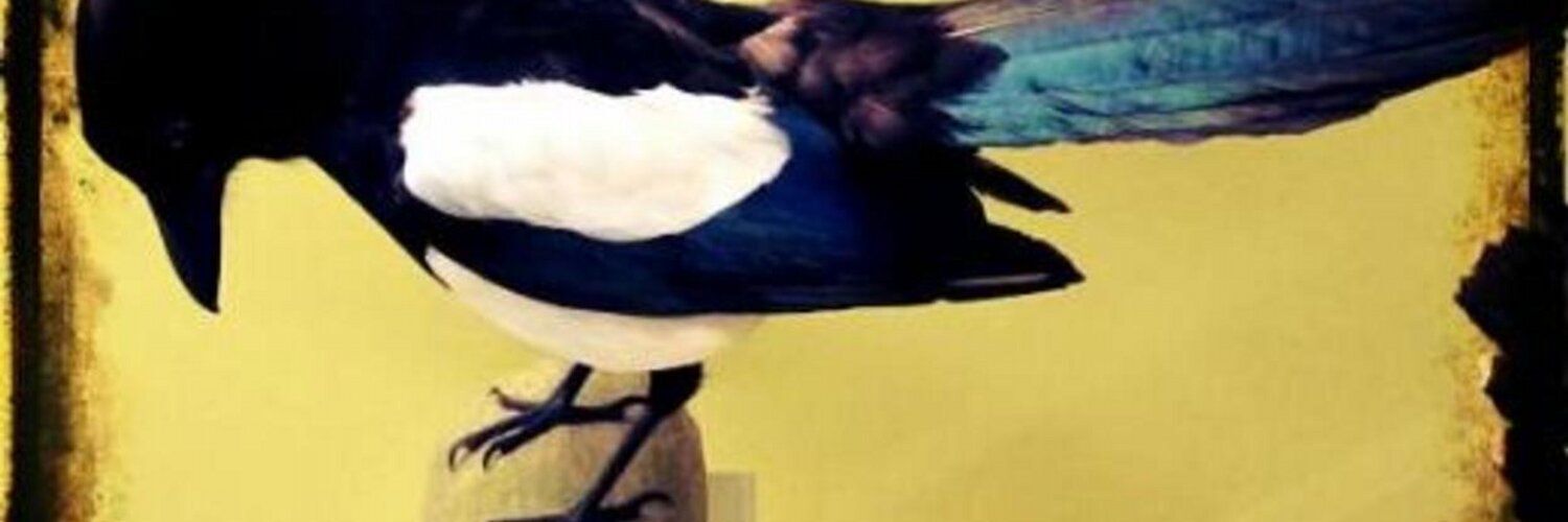 devilsjunkshop's profile header