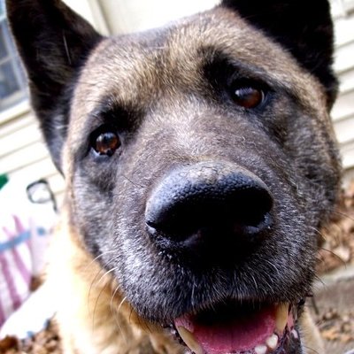 wolfsilveroak's avatar