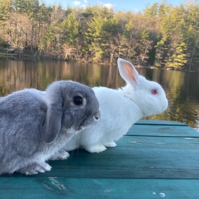 FluffyCowBird's avatar