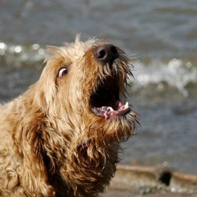 wedunkondogs's avatar