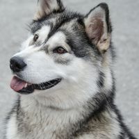 cute_doggo's avatar