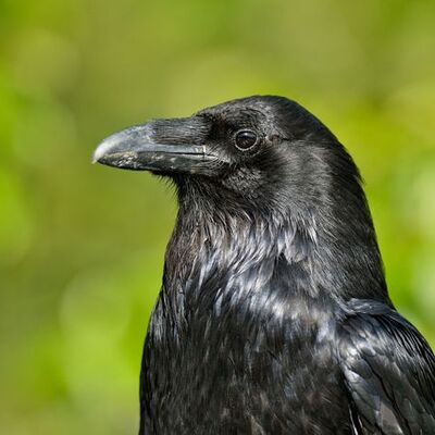 WanderingVoron's avatar