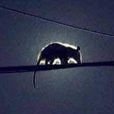 possumeveryhour's avatar