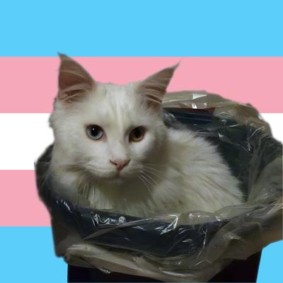 schrottkatze's avatar