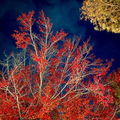 tinjar.bsky.social's avatar