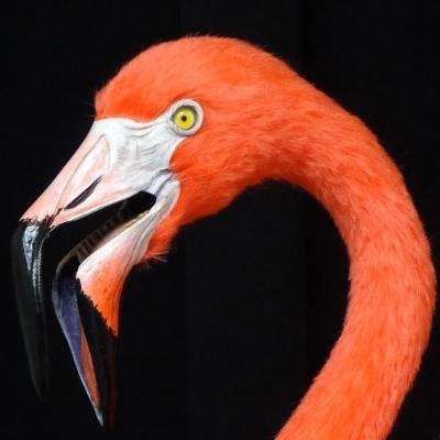 Felipe192's avatar