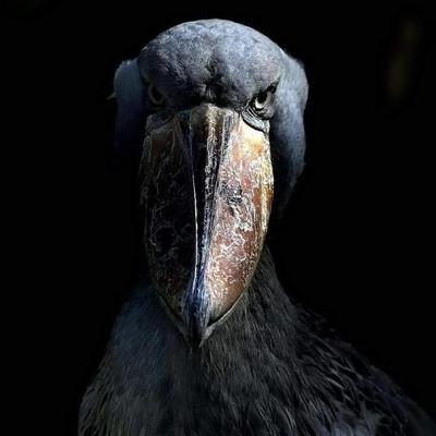 christian_freiherr_von_wolff's avatar