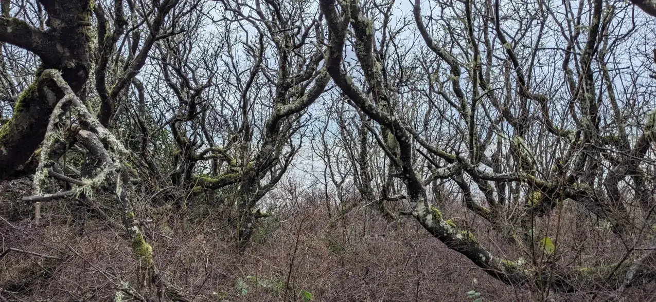 nex3's profile header