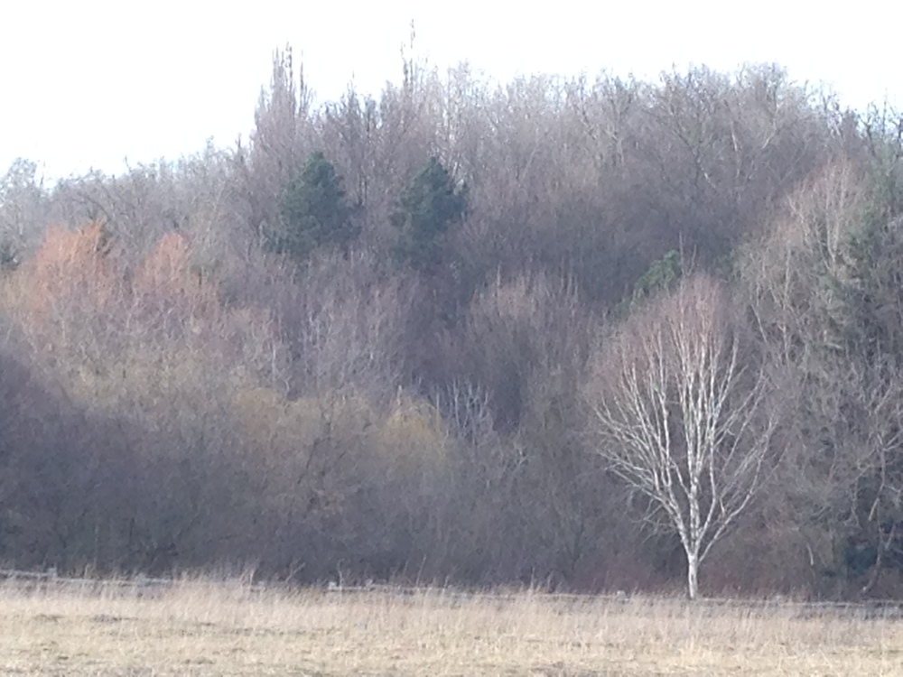 annelouisemerrill's profile header