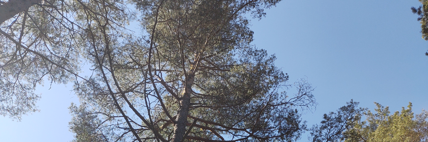 timjan's profile header