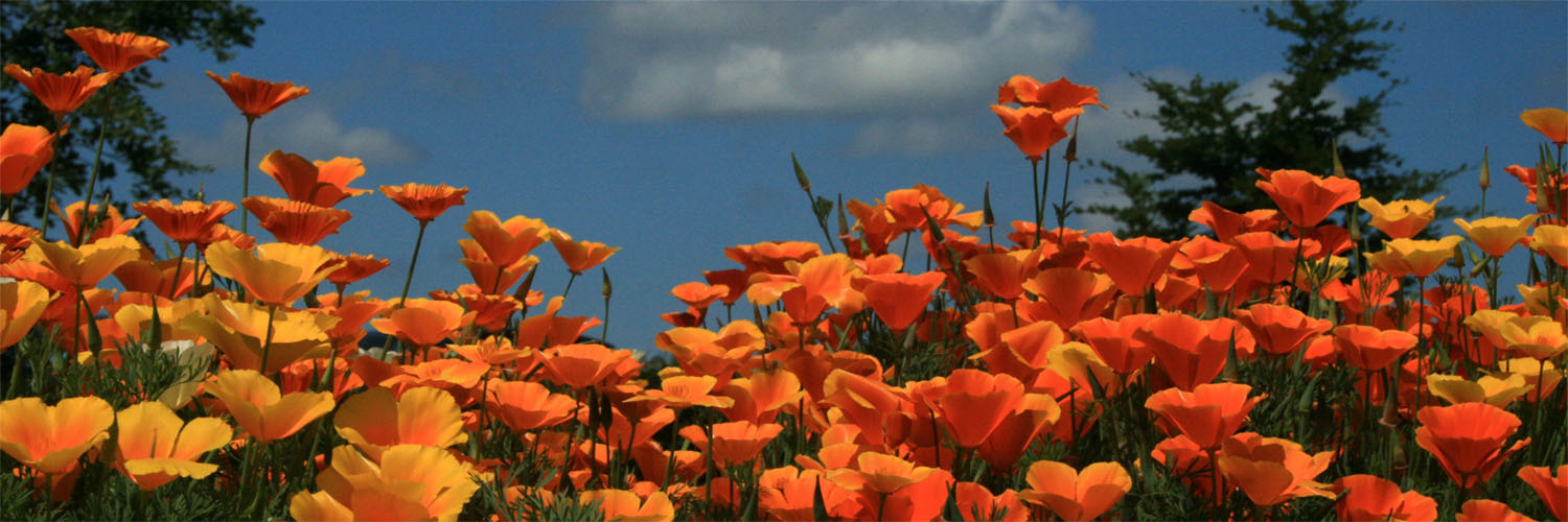 RickGaehl's profile header