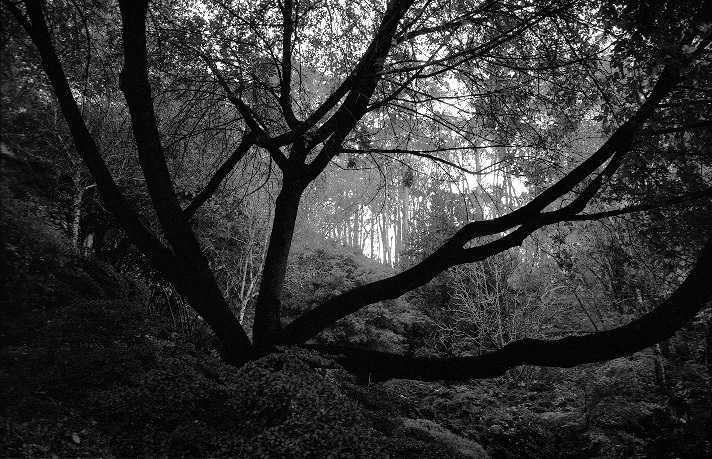 ollicle's profile header