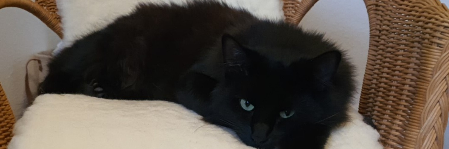 peter_koenig's profile header