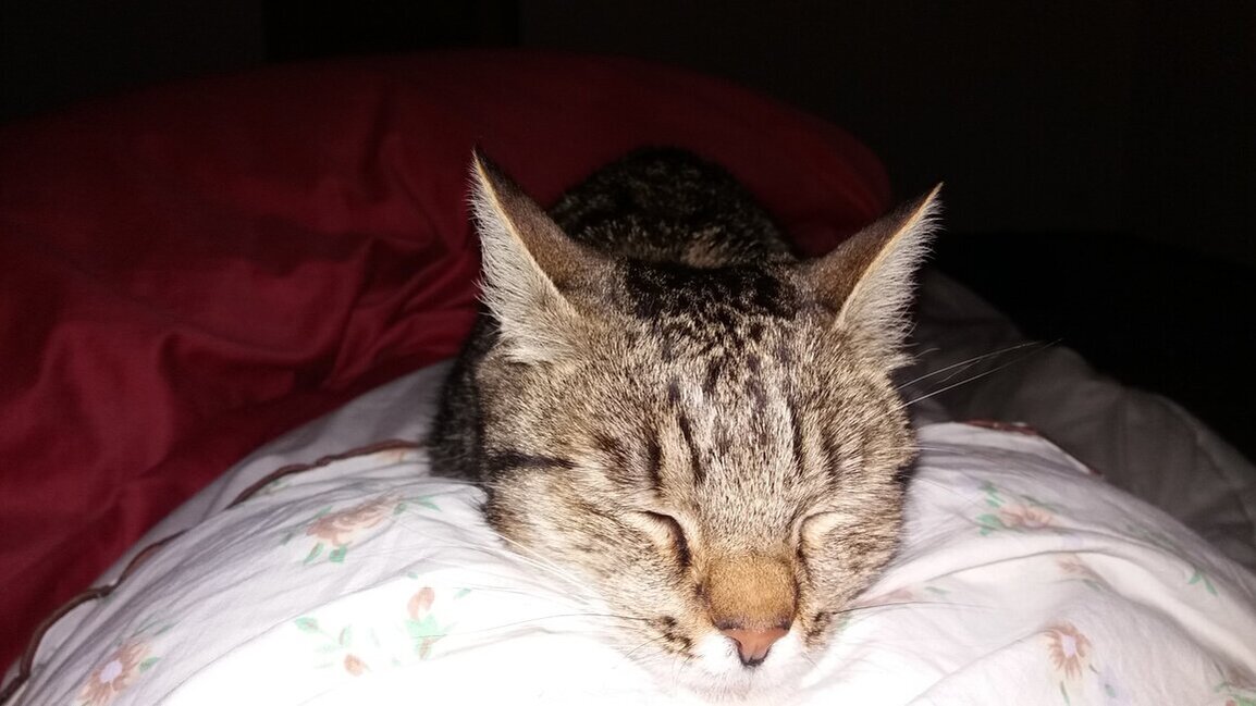 davep's profile header