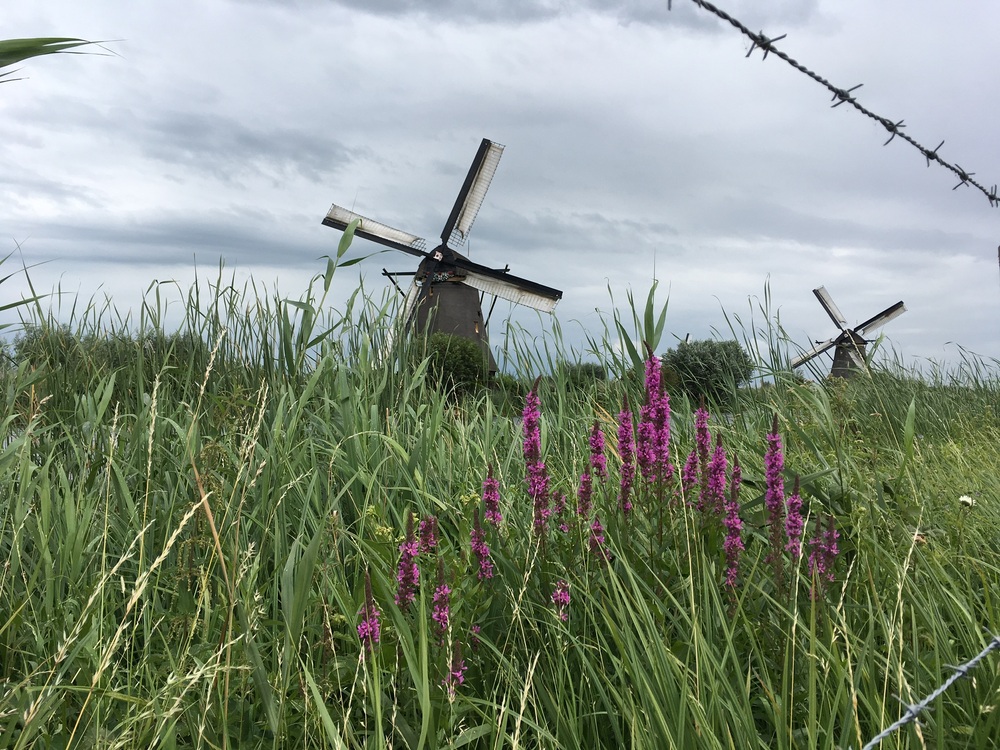 toastteacake's profile header