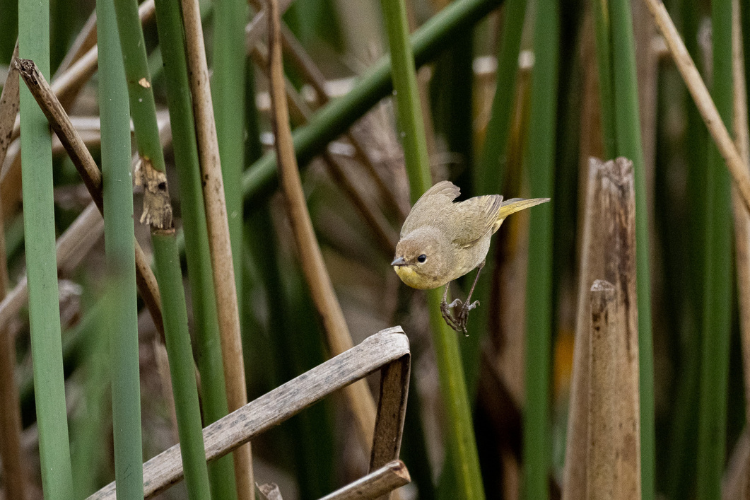 Krenshar_posts's profile header