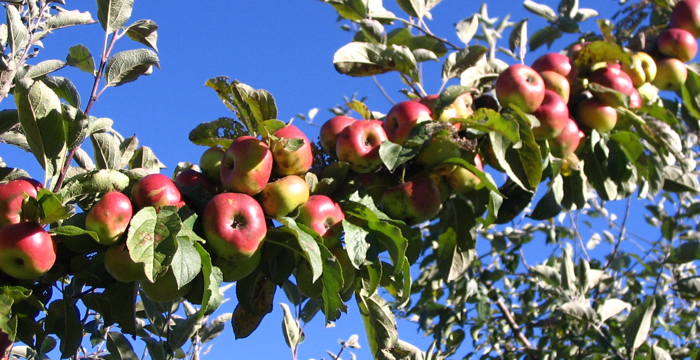 adapples's profile header