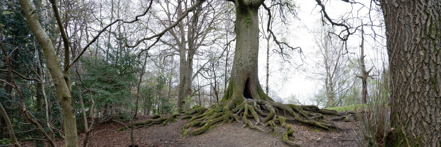 severalsquid's profile header