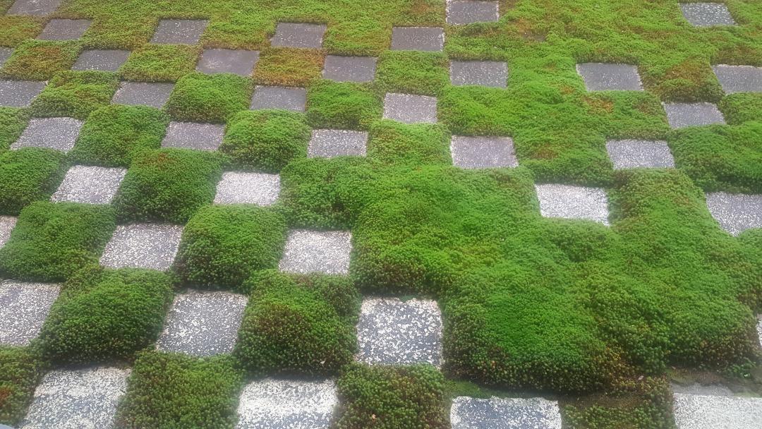 Ferles's profile header