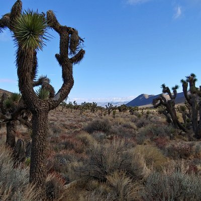 noiseician's profile header