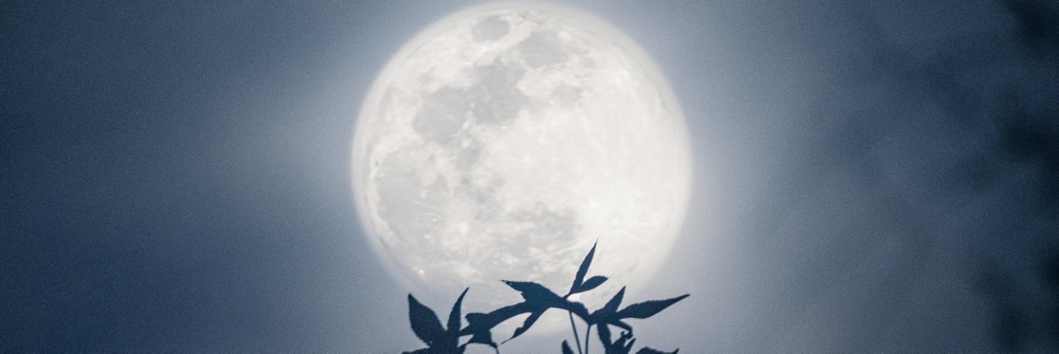 Trilobyter's profile header