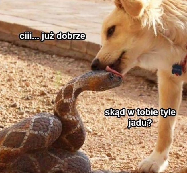 Franek's profile header