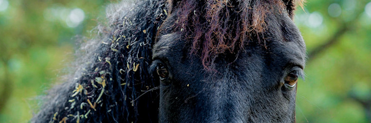 iBlame's profile header