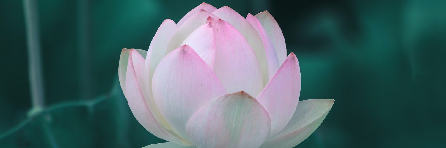 kellymtran's profile header