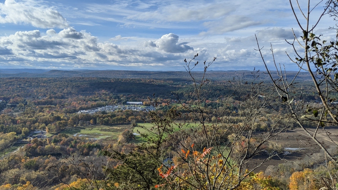 chamomile's profile header