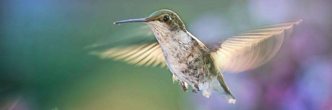 mybirdcards's profile header